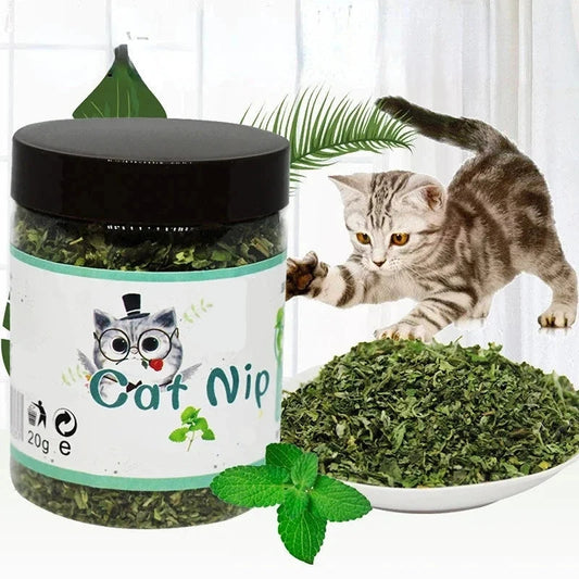 Catnip Cattle Grass